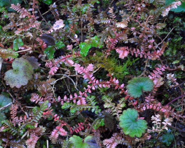e0035757_1904263.jpg