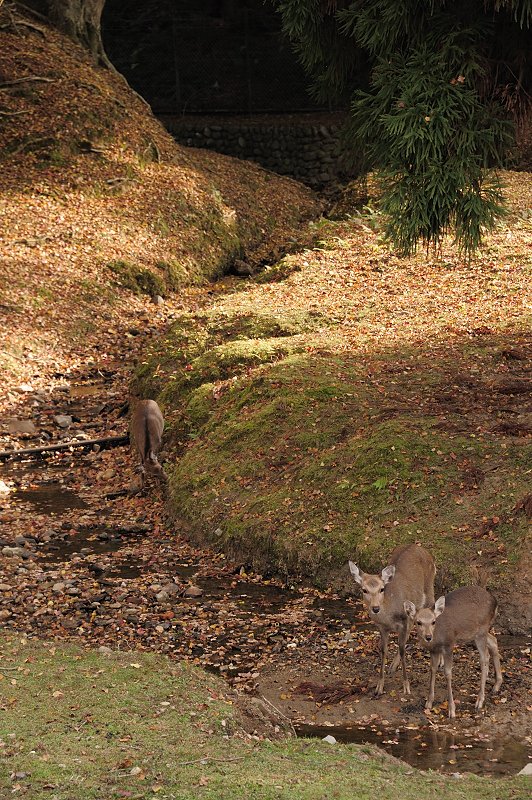 奈良市　奈良公園　鹿と紅葉（黄葉）_f0067667_2094587.jpg