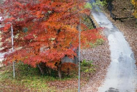 紅葉_a0117168_12133199.jpg