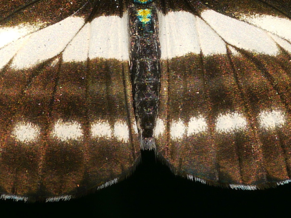 ミドリヒョウモン雌雄型とゴマダラチョウ白化型の標本セット ミドリ