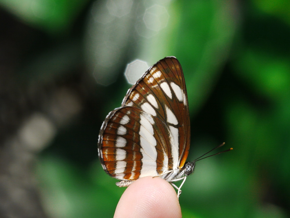 ミドリヒョウモン雌雄型とゴマダラチョウ白化型の標本セット ミドリ