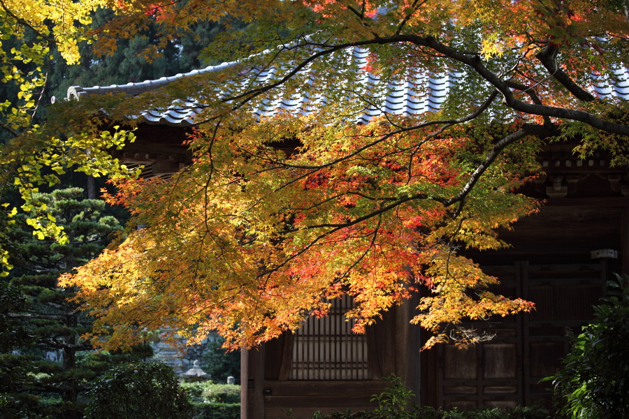 滋賀・大津紅葉プチオフ会<Ⅰ>_c0134879_19243259.jpg