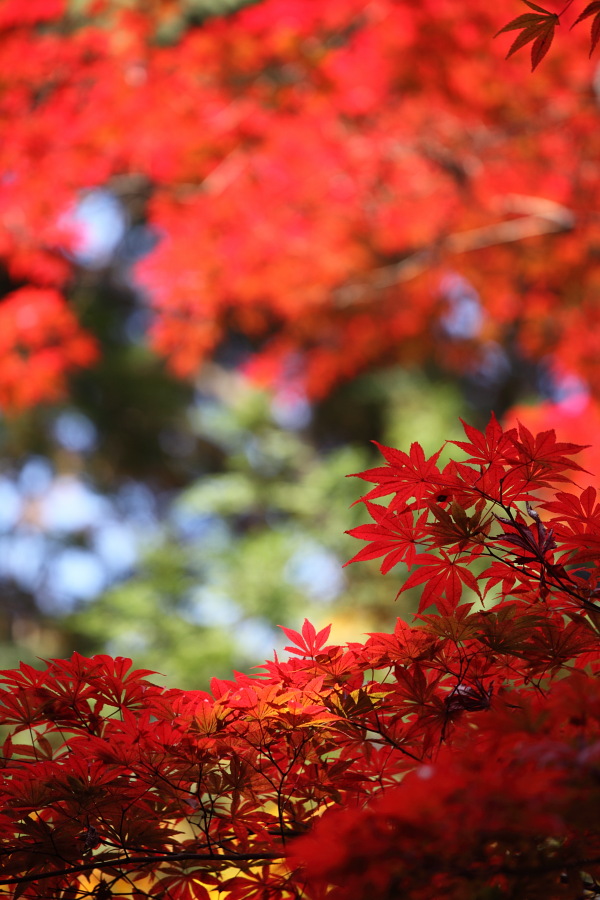 滋賀・大津紅葉プチオフ会<Ⅰ>_c0134879_19344544.jpg