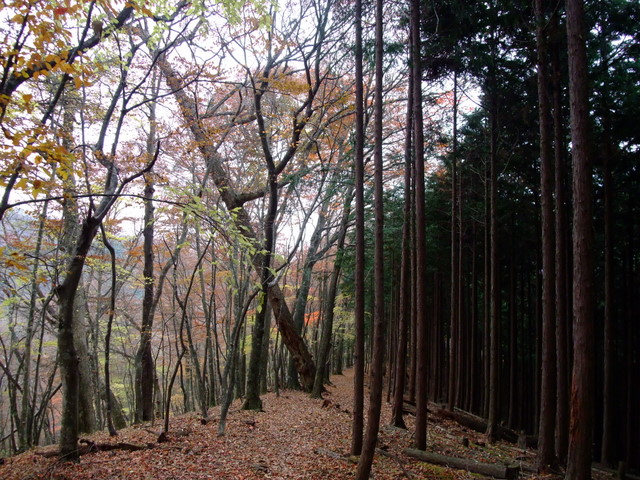 間違いなくマイナーなお山の金袋山　その④_a0043982_1757563.jpg