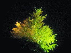 c0078592_202830100.gif