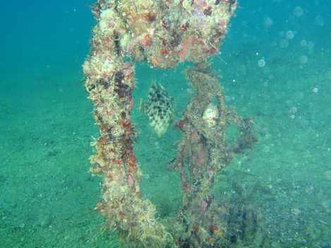 e0115199_052731.jpg