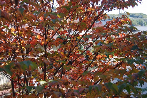 c0124100_0144831.jpg