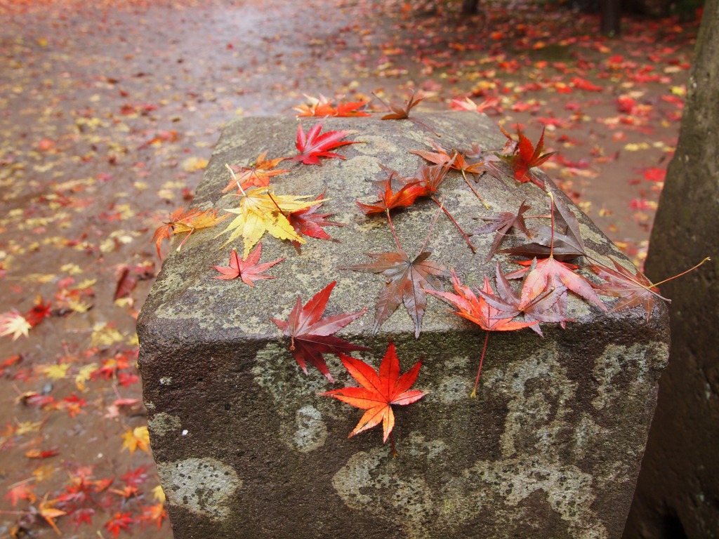 E-5を持って雨の平林寺_f0224100_22303920.jpg