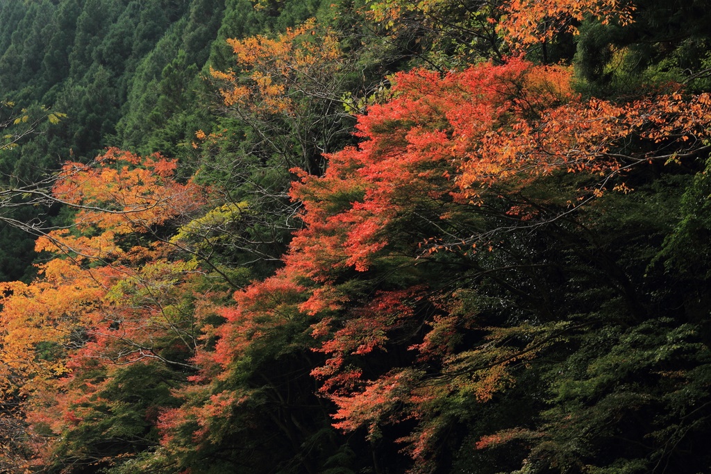 気ままに紅葉探しドライブ⑤_b0138101_9142490.jpg