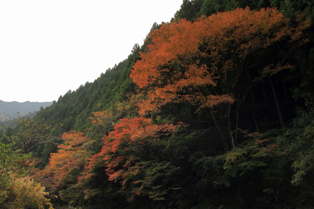 気ままに紅葉探しドライブ⑤_b0138101_91489.jpg