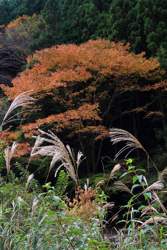 気ままに紅葉探しドライブ⑤_b0138101_9151670.jpg