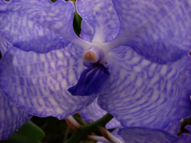 V.coerulea　\'Blue\'_d0007501_89171.jpg