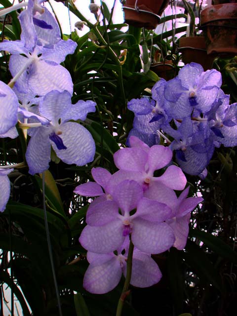 V.coerulea　\'Blue\'_d0007501_93529.jpg