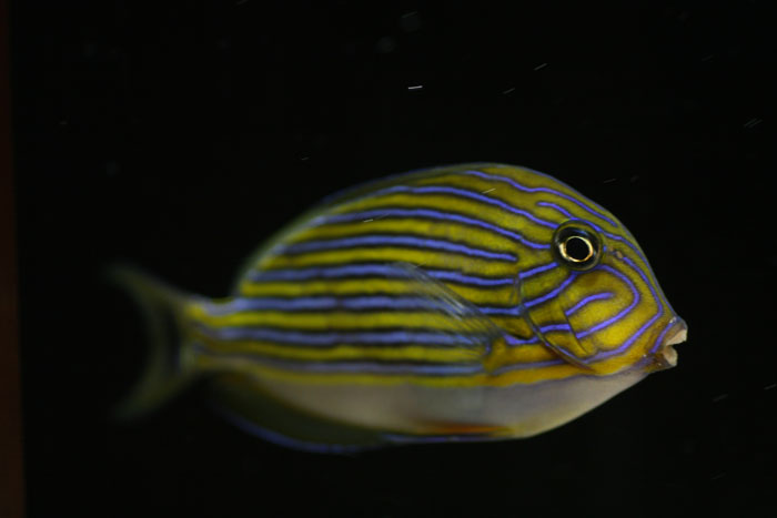 ニジハギ 水族館ふりーく ニジハギ 水族館ふりーく