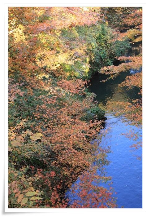 紅葉の山中温泉(石川県）_a0057905_21372222.jpg