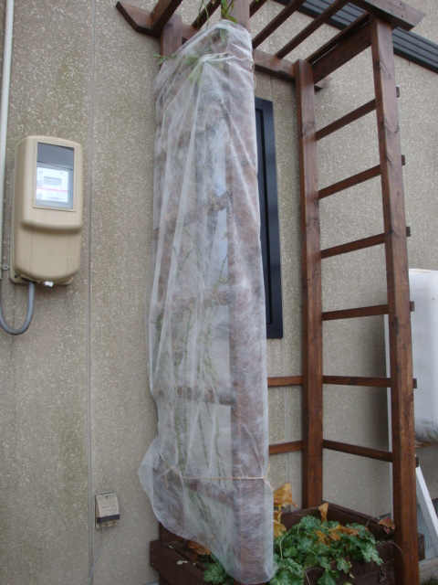 e0175905_2217408.jpg