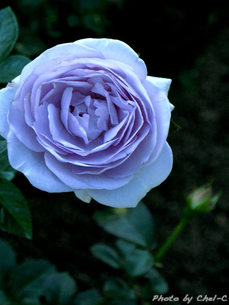 a0154706_0435644.jpg