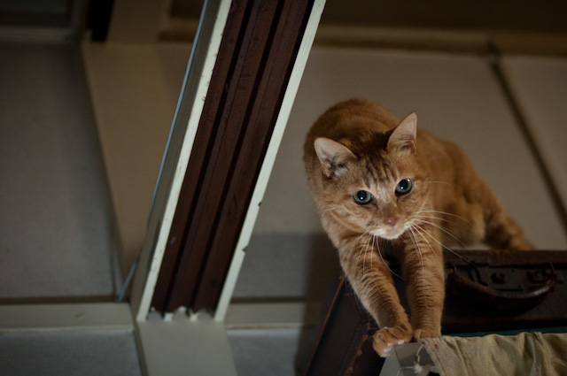 凶猫との格闘　～我が家の猫「我輩」が私に抱かれるまで～_f0192814_1826404.jpg