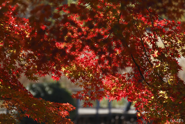 昭和記念公園の紅葉黄葉：第2章_c0161624_23165577.jpg