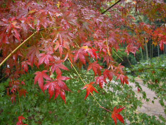 紅葉　2010　（その1）_d0052327_9404673.jpg