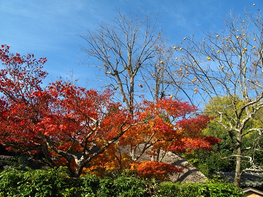 紅葉と柿の木_d0089327_20302364.jpg