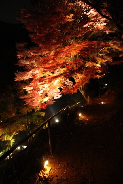 嵯峨野紅葉巡り －嵐山モンキーパークいわたやまライトアップ－_b0169330_18363365.jpg