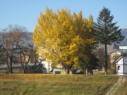 晩秋の魚野川の畔_a0158236_11593041.jpg