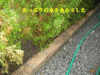 土入れと芝貼り_f0031037_21281526.jpg