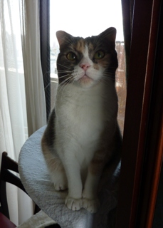 猫のお友だち マミちゃん編。_a0143140_18151535.jpg