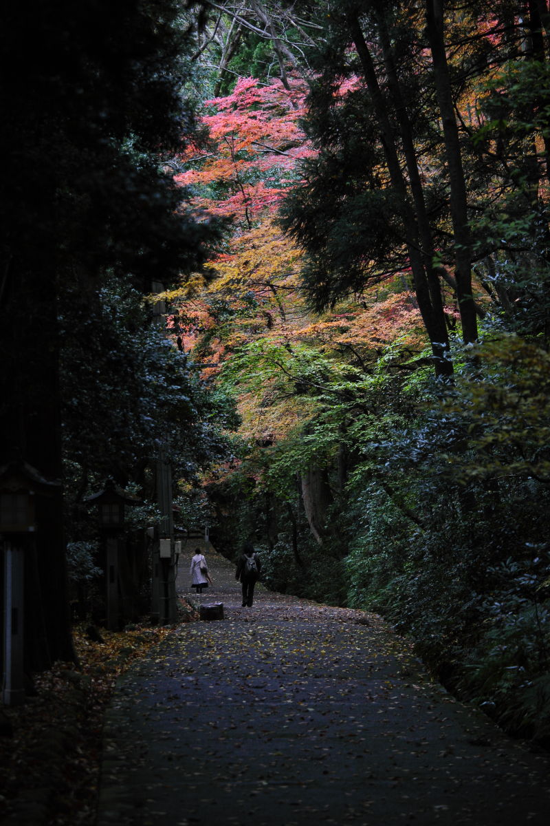 晩秋の表参道　～後編～_d0135242_21415237.jpg