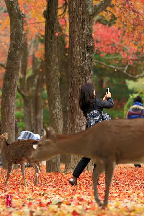 奈良ガール \" いとをかし \". November 2010_c0187744_1819196.jpg