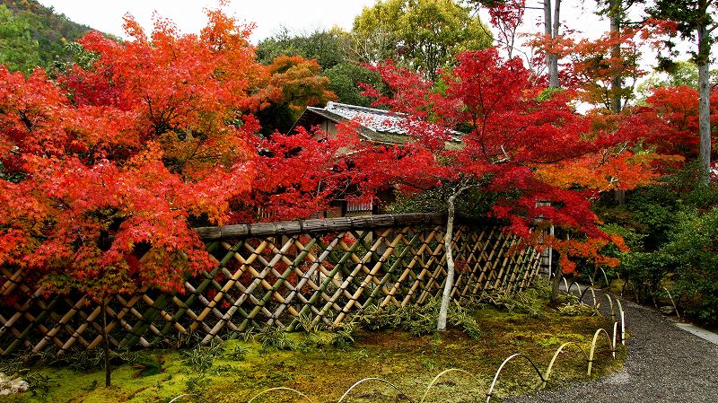 錦秋の都路２０１０ （鷹峯 日蓮宗 光悦寺 光悦垣の紅葉 ） (2010年11月24日)_c0119555_2046479.jpg