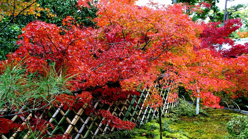 錦秋の都路２０１０ （鷹峯 日蓮宗 光悦寺 光悦垣の紅葉 ） (2010年11月24日)_c0119555_20465564.jpg