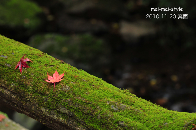 2010 11 20 箕面 紅葉_d0073255_22525591.jpg