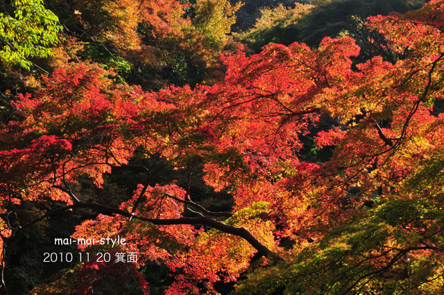 2010 11 20 箕面 紅葉_d0073255_2311587.jpg