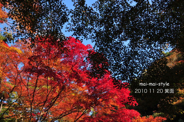 2010 11 20 箕面 紅葉_d0073255_2334714.jpg