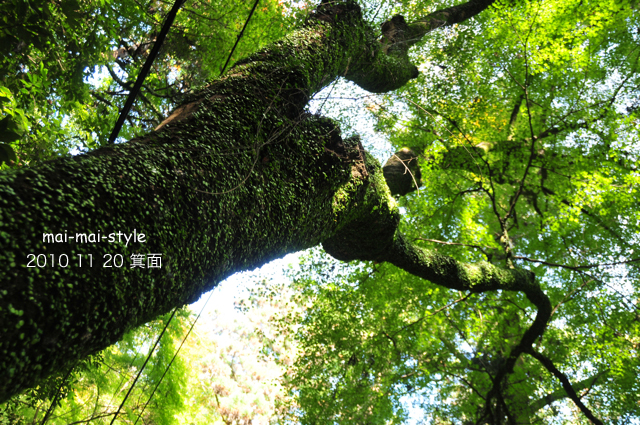 2010 11 20 箕面 紅葉_d0073255_2392225.jpg