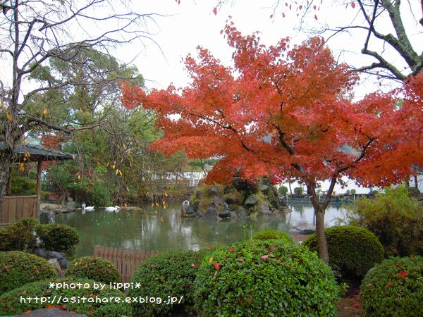 雨の京都ＺＯＯごはんですよ～！_b0024758_08572.jpg