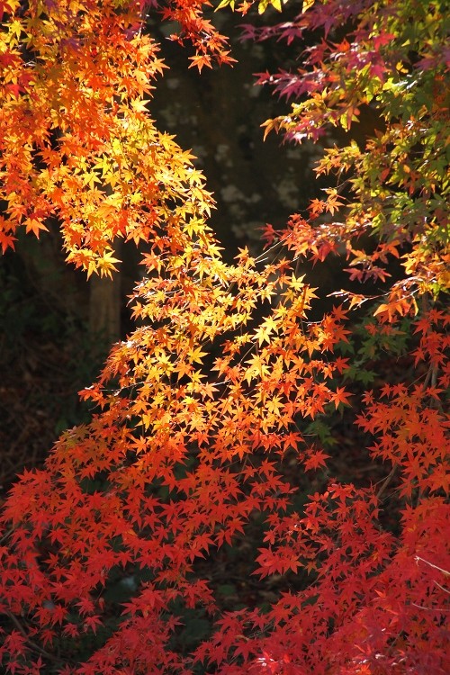 有田町歴史民族資料館の紅葉　佐賀県有田町_b0123359_2112395.jpg