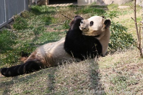 神戸・王子動物園_b0153363_20184741.jpg