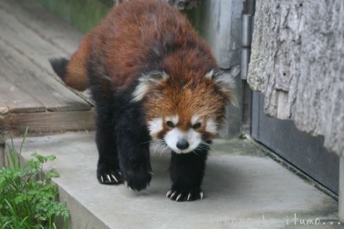 神戸・王子動物園_b0153363_20222595.jpg