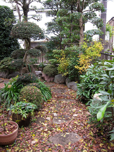 2010/11/23 落ち葉_b0171364_12572558.jpg