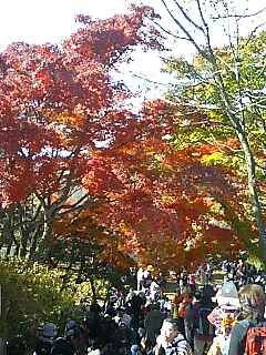 秋の紅葉狩り_e0159969_1575575.jpg