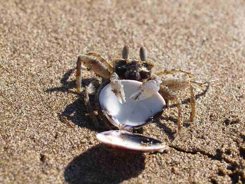 砂浜のカニと怪物くん_b0135573_1754928.jpg