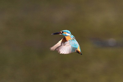 野鳥アルバム_b0047179_22244235.jpg