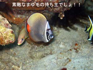 大雨から晴天へ♪ラチャノイ島へGO!!_f0144385_22241497.jpg