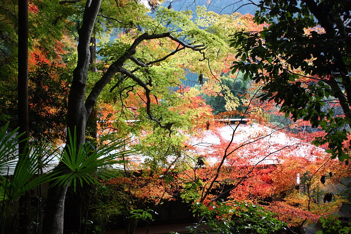 栂尾（とがのお）　高山寺_d0150287_19532862.jpg