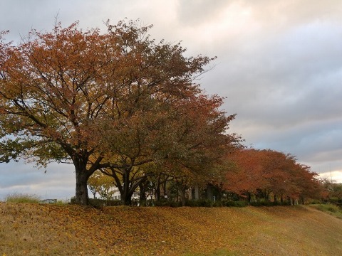 毛馬の紅葉_b0176192_1074560.jpg