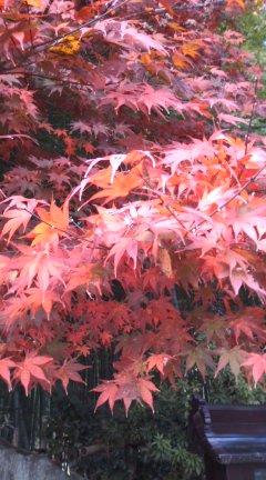 華厳寺（鈴虫寺）_b0205694_19243510.jpg