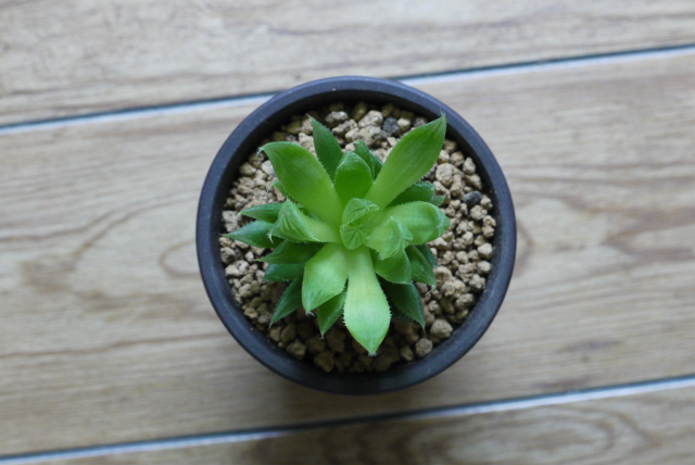 Haworthia cooperi var. leightonii　♯１_d0195001_1223684.jpg